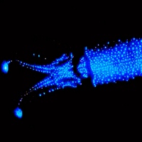 Кальмар-светлячок