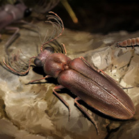 Рис. 1. Самец биолюминесцирующего жука Cretophengodes azari (Cretophengodidae) из бирманского янтаря