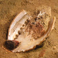 Два набора инструментов для производства красок из пещеры Бломбос. Фото из обсуждаемой статьи в Science