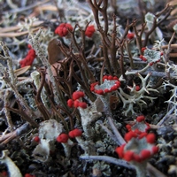 Кладония с апотециями