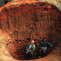 Муравейник муравьев-листорезов рода Atta — это внушительное подземное сооружение с системой из сотен камер, связанных тоннелями, которое обслуживается миллионном муравьев. Фото из обсуждаемой статьи в Science