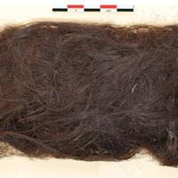 Пучок палеоэскимосских волос возрастом 4000 лет, позволивший разгадать давнюю загадку происхождения первых покорителей американского Севера. (Длина масштабной линейки 5 см.) Фото из дополнительных материалов к обсуждаемой статье в Science