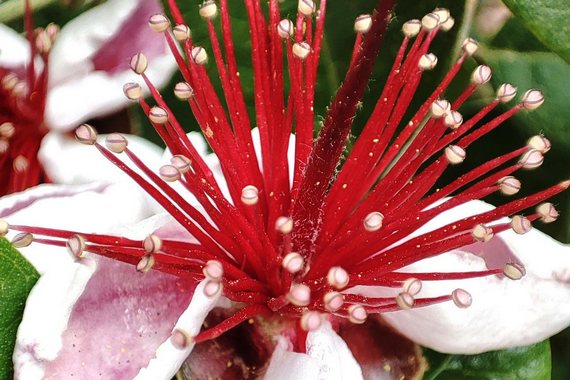 Цветок фейхоа