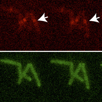 Рост группы микобактерий и скопление белков FtsZ и LamA в районе образования септы