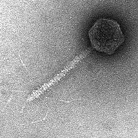 Рис. 1. Схема строения и общий вид фага лямбда