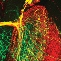 Рис. 1. Схема эксперимента по выявлению индивидуальных поведенческих особенностей у дрозофил