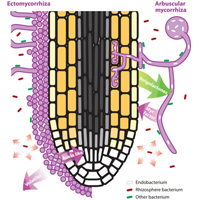 Эволюция азотфиксирующих симбиозов, основанная на миграции бактерий из микоризных грибов и почвы в ткани растений
