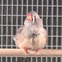 Экспериментальная установка, которая использовалась при изучении социального контекста в освоении песни