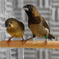 Юный самец зебровой амадины (слева) со своим приемным отцом, японской амадиной, который обучает приемыша пению