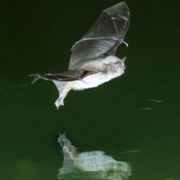 Длиннопалая ночница ловит рыбку: всего две популяции этих животных, в Израиле и Испании, освоили технику ловили рыбы