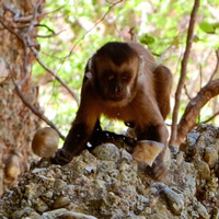 Чернополосые капуцины раскалывают камни