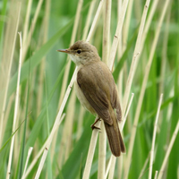 Тростниковая камышевка (Acrocephalus scirpaceus