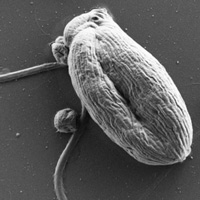 Рис. 1. Схема симбиоза анаэробного одноклеточного эукариота и магниточувствительных сульфатредуцирующих бактерий