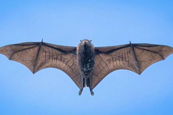 Лисица с детенышем