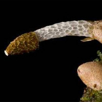 Смешные, страшные и причудливые