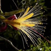 Цветок баобаба Adansonia rubrostipa