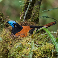 Шлемоклювая ванга