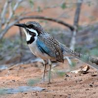 Длиннохвостая земляная ракша