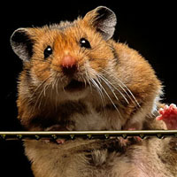 Нейтрализовать живой вирус