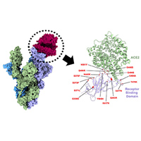 Рис. 1. Эволюционное дерево SARS-CoV-2