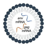 Рис. 1. Общий принцип действия мРНК-вакцин