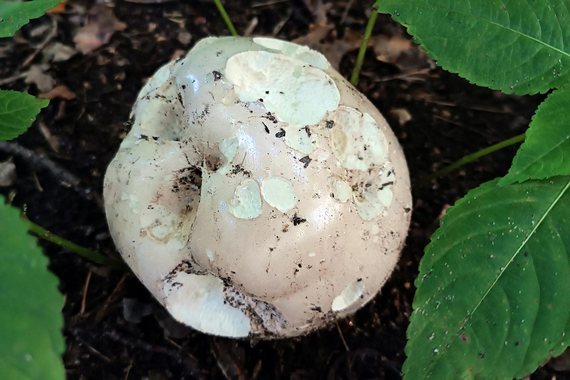 Молодой головач