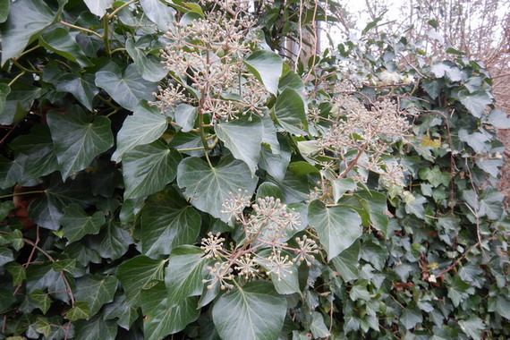 Цветущий плющ