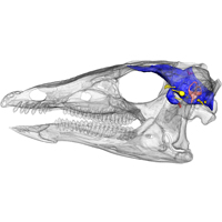 Тесцелозавры (Thescelosaurus neglectus) жили в лесах Северной Америки 66 миллионов лет назад