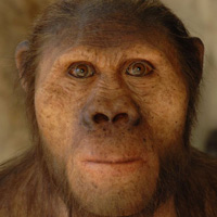 Реконструкция лица африканского австралопитека