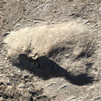 Рис. 1. Цепочка из пяти следов прямоходящего родича людей, обнаруженная в местонахождении Лаэтоли