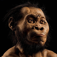 Реконструкция облика человека из Диналеди