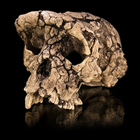 Рис. 1. Сахелантроп (Sahelanthropus tchadensis)