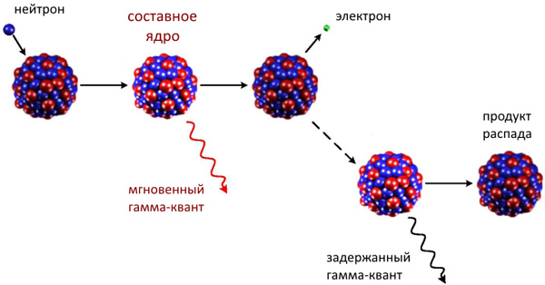 Характерный масштаб времен для начала ядерных реакций — доли зептосекунды, а вот все последующие процессы могут затянуться, и иногда — надолго. На рисунке показан процесс захвата нейтрона тяжелым ядром и его последствия