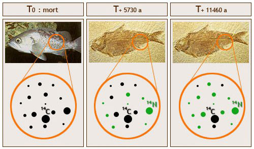 Определение возраста радиоуглеродным методом