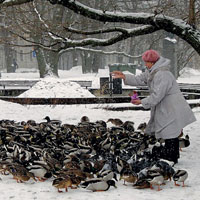 Птицы в городе