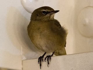 Самка соловья-красношейки