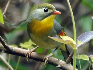 Китайский соловей