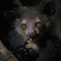 Руконожка ай-ай