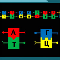 CRISPR/Cas: как и зачем редактировать геномы