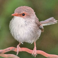 Когда, где и зачем поют самки птиц