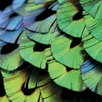 Грудные перья паротии