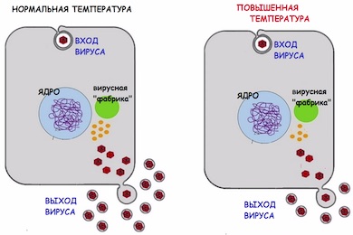 Чем и зачем снижать воспаление